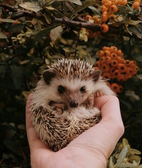 ΣΚΑΝΤΖΟΧΟΙΡΟΙ ΕΡΕΥΝΑ ΑΚΟΗ ΠΑΝΕΠΙΣΤΗΜΙΟ ΟΞΦΟΡΔΗ