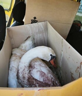 ΚΥΚΝΟΣ ΠΥΡΟΒΟΛΙΣΜΟΣ