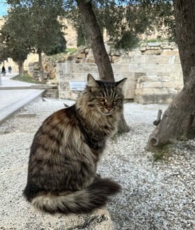 Πέθανε η Λουκία, η πιο δημοφιλής γάτα της Ακρόπολης