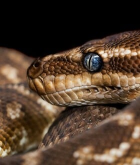 ΠΥΘΩΝΑΣ ΑΙΜΑ ΦΑΡΜΑΚΟ ΠΑΧΥΣΑΡΚΙΑ