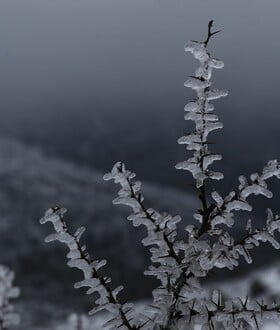 ΚΑΙΡΟΣ ΤΣΑΤΡΑΦΥΛΛΙΑΣ ΚΡΥΟ ΠΑΣΧΑ