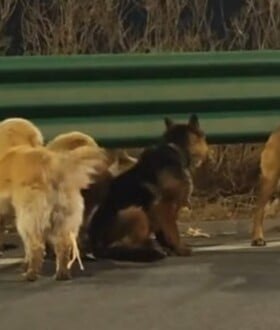 ΣΚΥΛΙΑ ΚΙΝΑ VIRAL ΣΠΙΤΙ