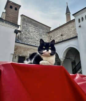 Ο «Γλύκας» του Τοπκαπί, ένας πρίγκιψ των γάτων