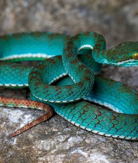 Τιρκουάζ οχιά και «ιπτάμενο φίδι» ανάμεσα στα σπάνια είδη που ανακαλύφθηκαν σε σπήλαιο στην Καμπότζη