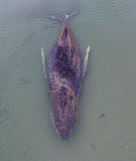 ΦΑΛΑΙΝΑ ΓΕΡΜΑΝΙΑ ΔΙΑΣΩΣΗ