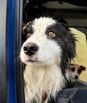 ΣΚΥΛΟΣ ΔΙΑΣΩΣΗ ΕΞΑΦΑΝΙΣΗ