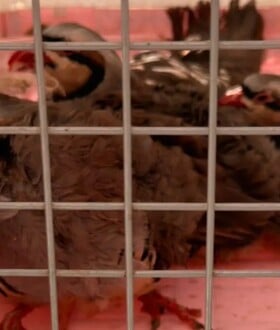 ΑΜΠΕΛΟΚΗΠΟΙ ΠΑΡΑΝΟΜΟ ΜΑΝΤΡΙ ΕΦΕΤ CEO ΕΤΑΙΡΕΙΑΣ