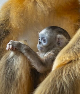 ΒΕΛΓΙΟΣ ΧΡΥΣΟΡΡΥΓΧΟΣ ΠΙΘΗΚΟΣ