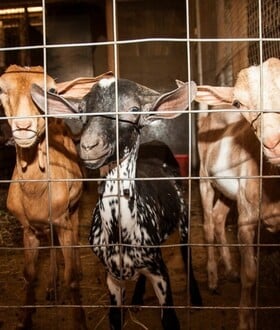 Μαντρί στον 16ο όροφο: Τι επιτρέπει και τι απαγορεύει ο νόμος