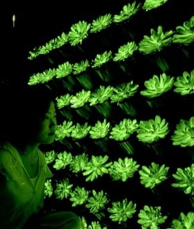 ΚΙΝΑ ΕΠΙΣΤΗΜΟΝΕΣ ΦΥΤΑ ΦΩΣ