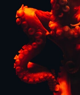 ΧΤΑΠΟΔΙ ΠΛΟΚΑΜΙ ΖΕΥΓΑΡΩΜΑ