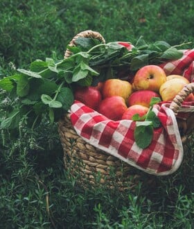 ΦΥΤΙΚΕΣ ΙΝΕΣ ΠΟΤΕ