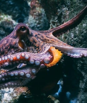 ΧΤΑΠΟΔΙ ΠΡΟΓΕΣΤΕΡΩΝΗ ΠΛΟΚΑΜΙ