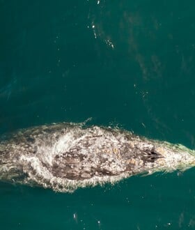 ΦΑΛΑΙΝΑ ΗΠΑ ΟΥΑΣΙΝΓΚΤΟΝ