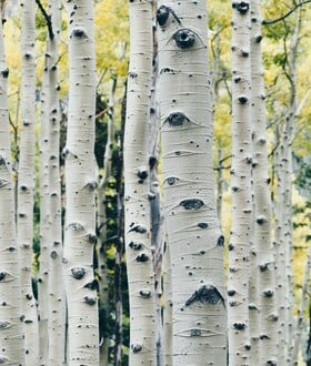 ΝΕΑΝΤΕΡΤΑΛ ΚΟΛΛΩΔΗΣ ΟΥΣΙΑ ΑΝΤΙΒΑΚΤΗΡΙΑΚΟ ΦΑΡΜΑΚΟ