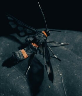 ΕΠΩΔΥΝΟ ΤΣΙΜΠΗΜΑ ΚΟΣΜΟΣ