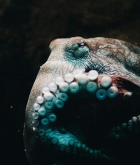 ΧΤΑΠΟΔΙ ΑΠΟΛΙΘΩΜΑ ΝΑΥΤΙΛΟΣ ΑΝΑΚΑΛΥΨΗ