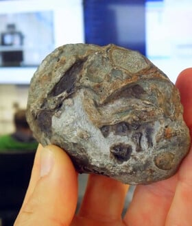 ΑΠΟΛΙΘΩΜΑ ΕΜΒΡΥΟΥ ΝΟΤΙΑ ΑΦΡΙΚΗ ΘΗΛΑΣΤΙΚΑ