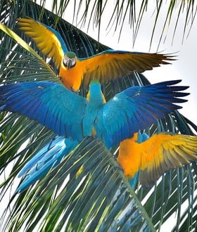 Βραζιλία: Οι κυανόχρυσοι μακάο επέστρεψαν στο Ρίο μετά από 200 χρόνια