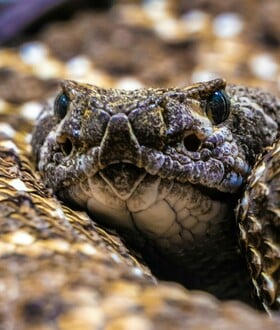 ΣΥΡΟΣ ΟΧΙΑ ΑΝΗΛΙΚΟΣ