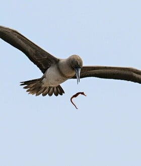 ΣΠΑΝΙΟ ΣΤΙΓΜΙΟΤΥΠΟ ΠΤΗΝΟ NATIONAL GEOGRAPHIC