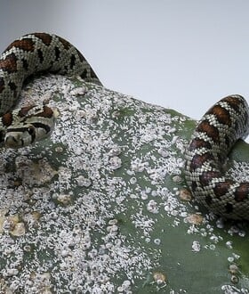 ΣΥΡΟΣ ΔΑΓΚΩΜΑ ΟΧΙΑ ΦΙΔΙ 13ΧΡΟΝΟΣ