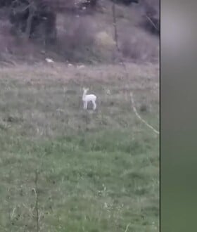 ΗΜΑΘΙΑ ΖΑΡΚΑΔΙ ΑΛΜΠΙΝΙΣΜΟΣ