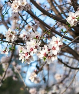 ΚΑΙΡΟΣ ΑΝΟΙΞΗ ΑΦΡΙΚΑΝΙΚΗ ΣΚΟΝΗ