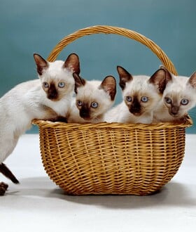 Οι γάτες μπαίνουν πάντα πρώτες