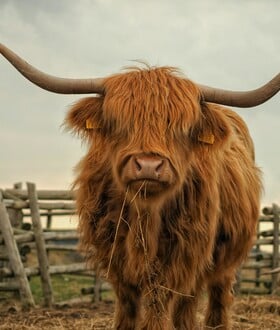 ΑΓΕΛΑΔΕΣ ΚΤΗΝΟΤΡΟΦΟΣ ΒΡΕΤΑΝΙΑ TIKTOK TIKTOKERS