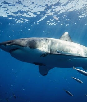 ΚΑΡΧΑΡΙΕΣ ΝΟΤΙΑ ΑΦΡΙΚΗ ΕΞΑΦΑΝΙΣΗ ΟΡΚΕΣ