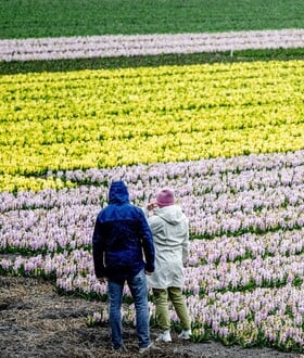 ΟΛΛΑΝΔΙΑ ΤΟΥΛΙΠΕΣ