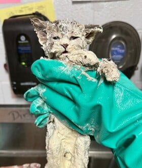 ΓΑΤΑ ΚΟΛΛΑ ΗΠΑ