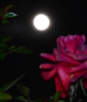 ΠΑΝΣΕΛΗΝΟΣ ΜΑΪΟΥ 