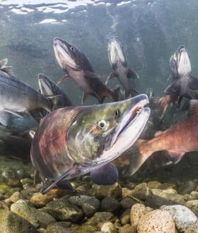 ΚΟΚΑΙΝΗ ΨΑΡΙΑ ΣΟΛΟΜΟΣ
