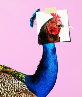 Τα πτυχία ή για τα παθήματα της αριστείας 