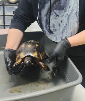 ΧΕΛΩΝΑ ΠΙΣΣΑ 