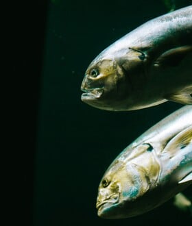 ΨΑΡΙΑ WWF ΕΛΛΑΣ ΣΕΦ