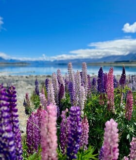 ΛΟΥΛΟΥΔΙΑ ΤΑΞΙΔΙΑ 