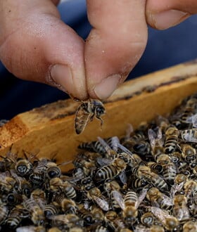 ΜΕΛΙΣΣΕΣ ΑΡΙΘΜΗΤΙΚΕΣ ΠΛΗΡΟΦΟΡΙΕΣ