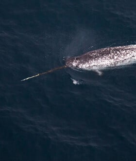ΚΑΝΑΔΑΣ ΑΡΚΤΙΚΗ ΗΧΟΡΥΠΑΝΣΗ