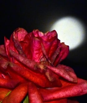 ΠΑΝΣΕΛΗΝΟΣ ΜΑΪΟΥ