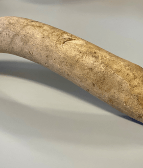 Ολλανδικό μουσείο βρήκε ρωμαϊκό φαλλό 20 εκατοστών σε ξεχασμένη συλλογή 16.000 κουτιών