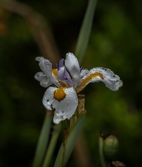 ΚΑΙΡΟΣ ΖΙΑΚΟΠΟΥΛΟΣ ΠΡΩΤΟΜΑΓΙΑ