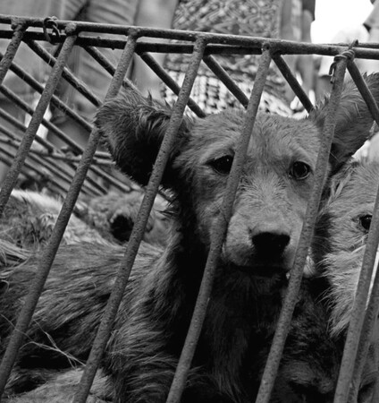 «Όταν είδα τους σκύλους στα χασάπικα της Κίνας»: Συζητώντας με έναν 29χρονο vegan