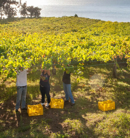 Albariño: Η αγαπημένη ποικιλία του καλοκαιριού