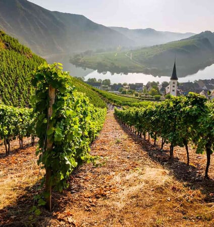 Pfalz: Η νέα δύναμη του Riesling και του Pinot Noir, που «ταράζει» την Ευρώπη