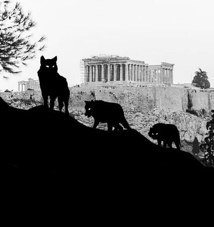 Λύκε, λύκε, είσαι εδώ; Όταν η άγρια ζωή φτάνει στην αυλή μας