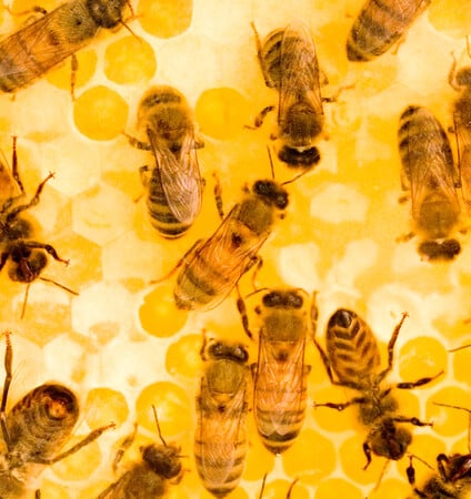 Πώς θα προστατεύσουμε τις μέλισσες;