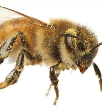 Πώς θα προστατεύσουμε τις μέλισσες;
